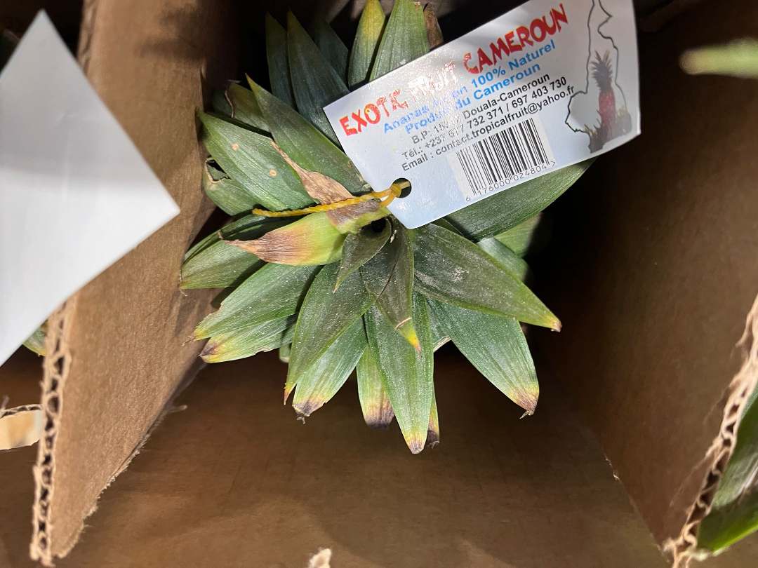 Ananas cayenne Exotic Fruit Cameroun : photo 2 sur 2 du produit rappelé le 28/02/2024