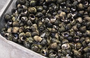 Bigorneau vivant 200/250 pcs/kg gros péché atl.nord-est Bigg : photo du produit rappelé le 05/09/2025