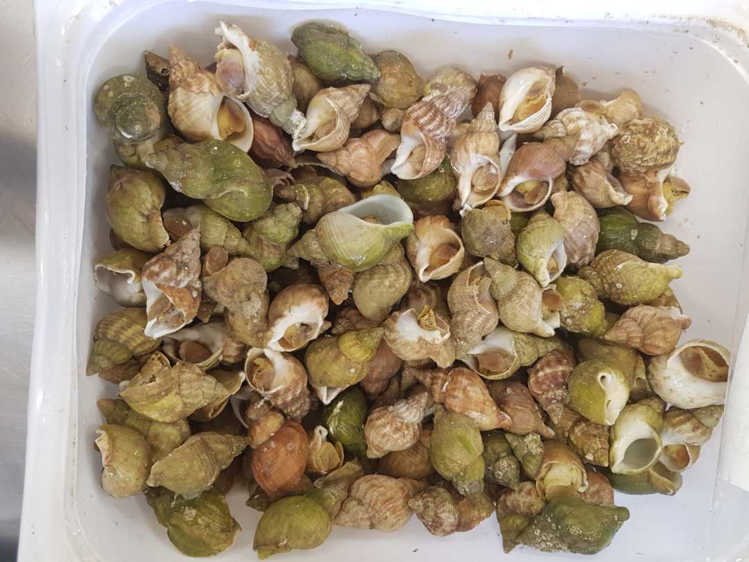 Bulot cuit pasteurise : photo du produit rappelé le 21/07/2021