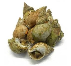 Bulots cuits : photo du produit rappelé le 18/09/2026