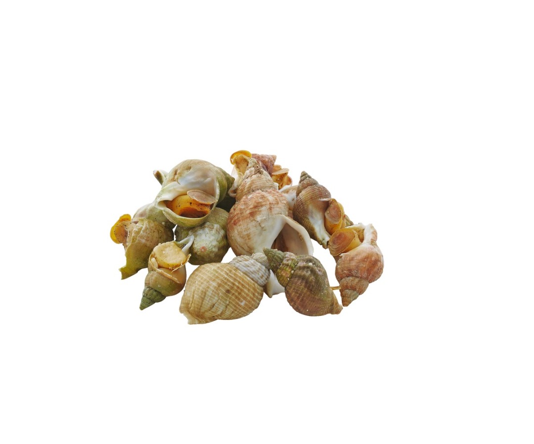 Bulots cuits msc : photo du produit rappelé le 10/09/2021