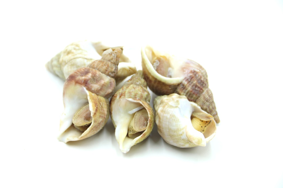 Bulots cuits vendus au rayon marée traditionnelle du magasin hyper feurs : photo du produit rappelé le 13/02/2025
