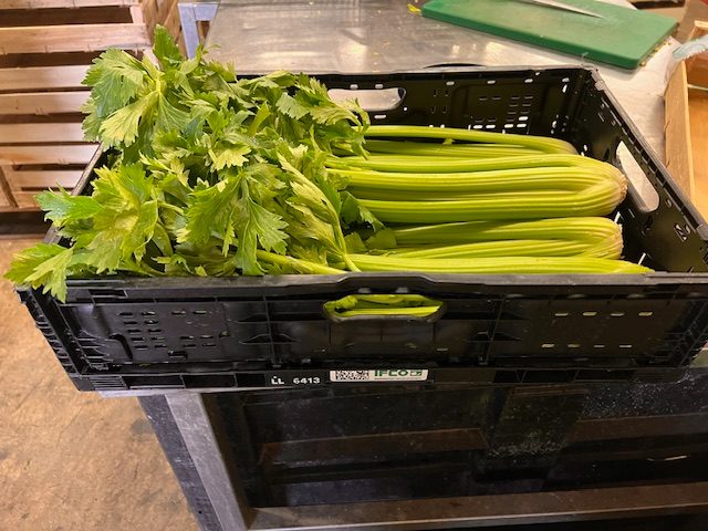 Cèleri branche : photo du produit rappelé le 01/02/2024