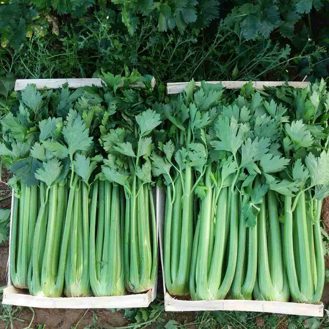 Céleri branche : photo du produit rappelé le 10/11/2021