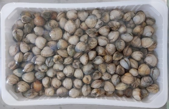 Coque très grosse pêche vivante : photo du produit rappelé le 23/10/2026