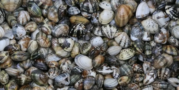 Coquillages bivalves fouisseurs du groupe 2 Palourdes, Tellines, Praires : photo du produit rappelé le 03/01/2026
