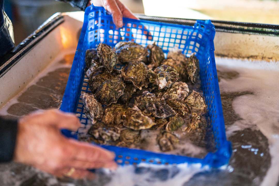 Coquillages filtreurs récoltés dans l'anse de carteau (13.06.01) à partir : photo du produit rappelé le 14/02/2026