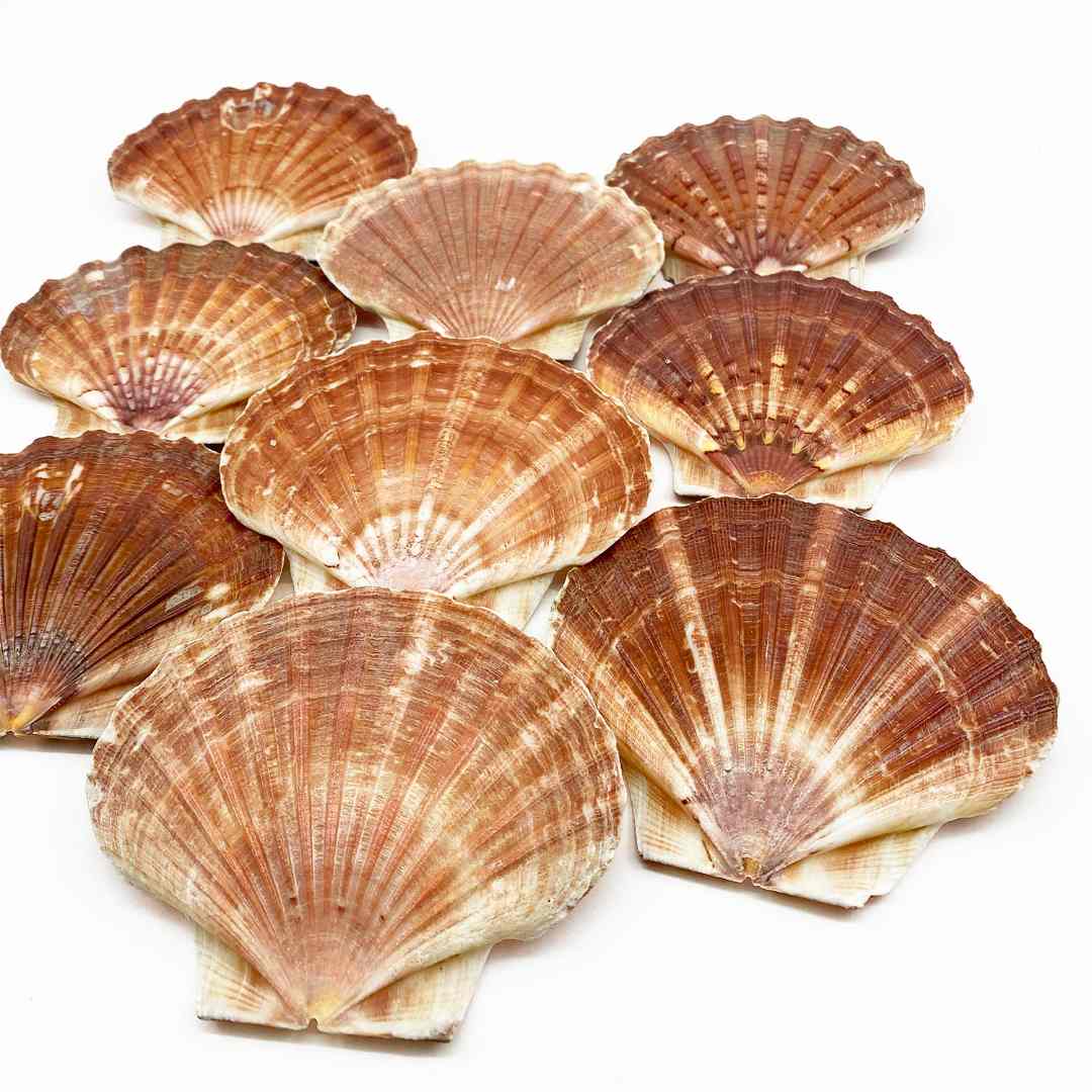 Coquille saint-jacques : photo du produit rappelé le 16/02/2026