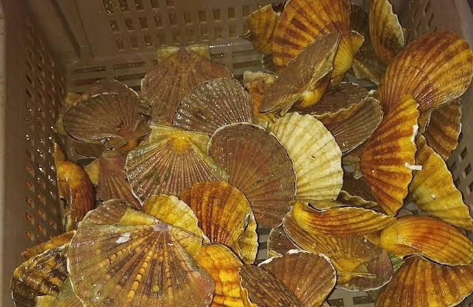 Coquille saint jacques brest : photo du produit rappelé le 14/11/2025