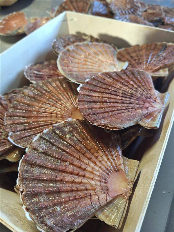 Coquille st jacques coraillee - rade de brest : photo du produit rappelé le 17/11/2025