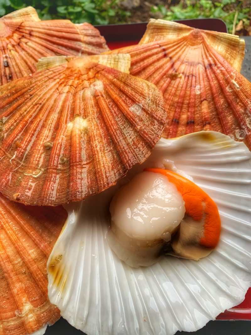 Coquille st jacques de la rade de brest fraiche : photo du produit rappelé le 19/11/2025