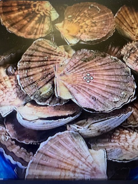 Coquilles saint-jacques de brest : photo du produit rappelé le 18/11/2025