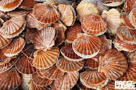 Coquilles saint jacques rade de brest Brest Maree : photo du produit rappelé le 14/11/2025