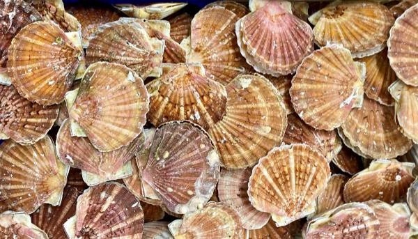 Coquilles saint jacques vivantes Metro : photo du produit rappelé le 07/11/2024