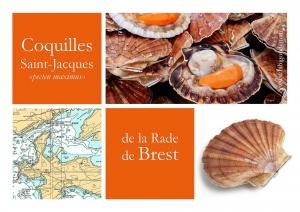 Coquilles st jacques coraillee de la rade de brest : photo du produit rappelé le 17/11/2025