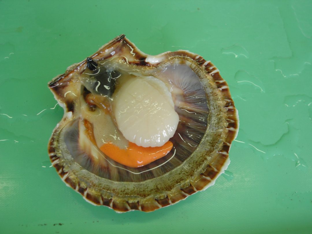 Coquilles st jacques rade de brest Le Gall : photo du produit rappelé le 14/11/2025