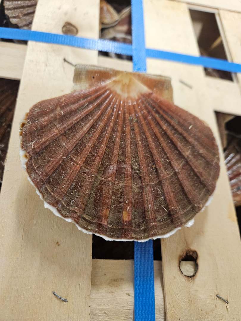 Coquilles st jacques rade de brest Viviers d'Audierne : photo du produit rappelé le 17/11/2025