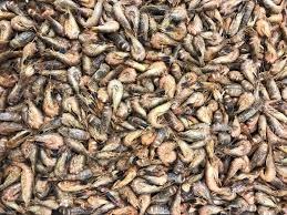 Crevettes grises cuite non decortiquees Van Belzen : photo du produit rappelé le 19/05/2026