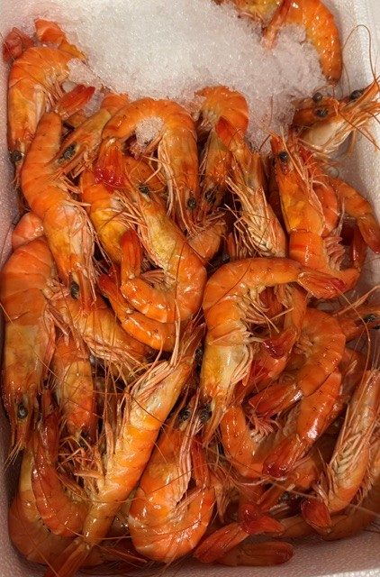 Crevettes roses cuites étal poissonnerie : photo du produit rappelé le 11/08/2026