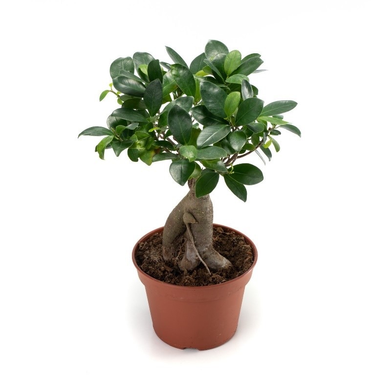 Ficus ginseng : photo du produit rappelé le 23/06/2023