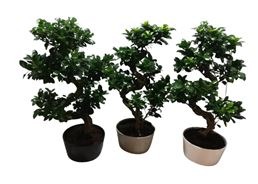 Ficus ginseng microcarpa : photo du produit rappelé le 26/05/2023