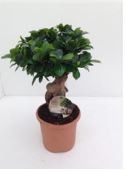 Ficus ginseng microcarpia : photo du produit rappelé le 25/05/2023