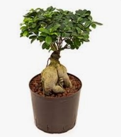 Ficus microcarpa ginseng : photo du produit rappelé le 26/05/2023