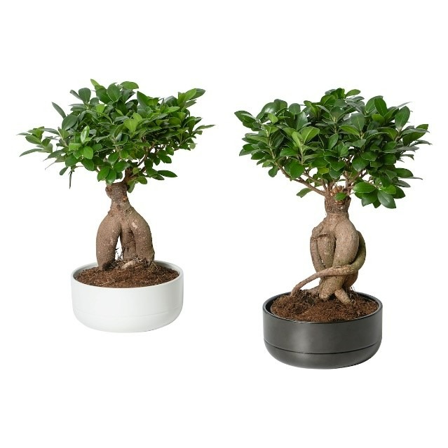 Ficus microcarpa ginseng Ikea : photo du produit rappelé le 23/05/2023