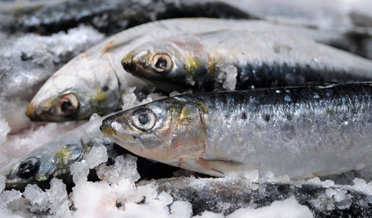 Filet de sardine : photo du produit rappelé le 06/09/2024