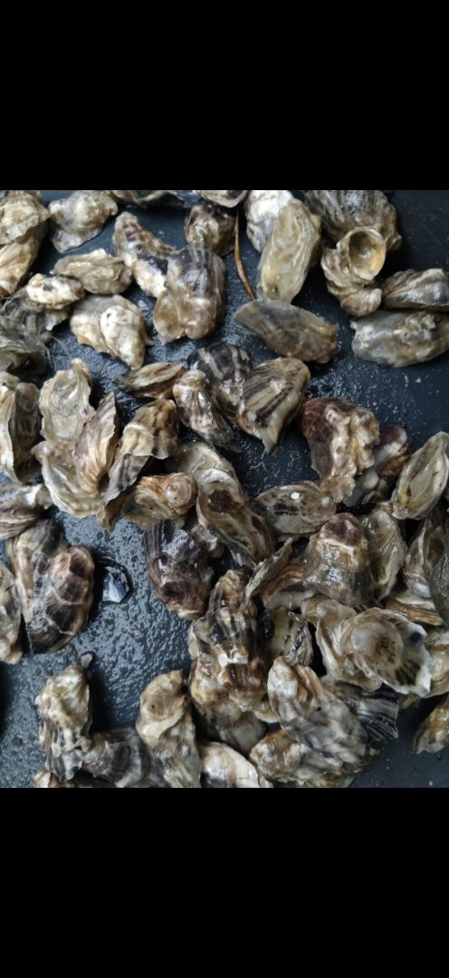 Huitres et moules Ile de Diana : photo du produit rappelé le 16/03/2026