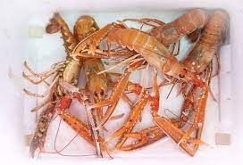 Langoustine vivante Seafood From d R Collin : photo du produit rappelé le 17/11/2023