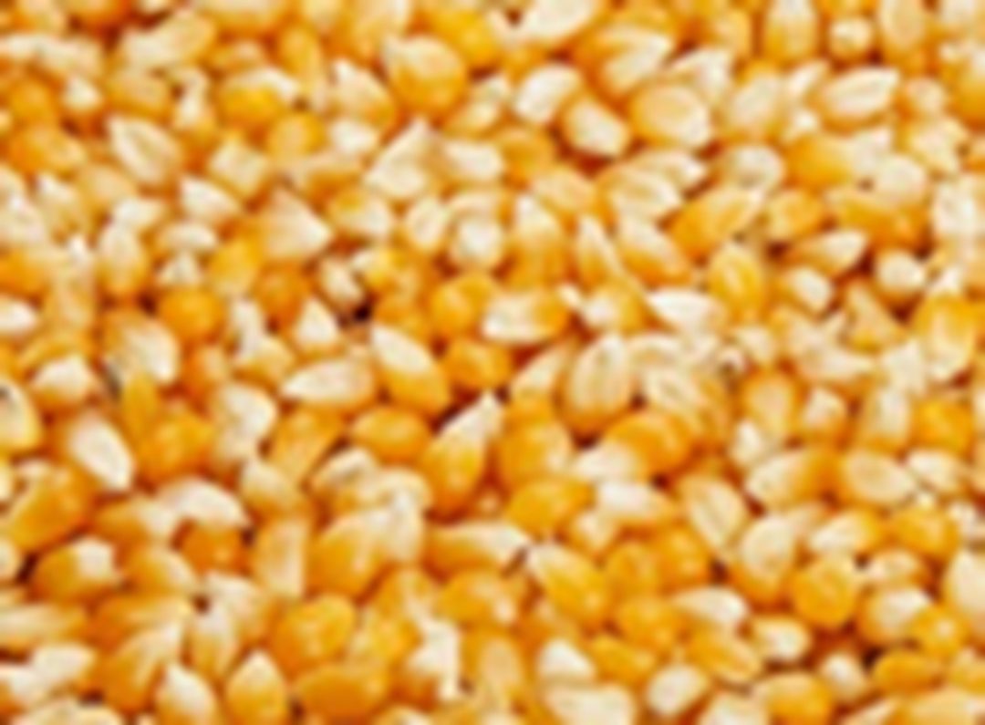 Maïs à pop-corn – bio village – vendu au rayon vrac : photo du produit rappelé le 27/02/2025
