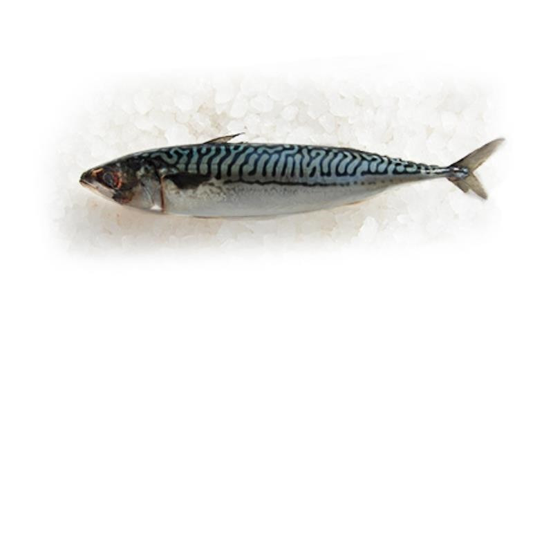 Maquereau 3/500 norvege Leroy Seafood Hirtshals : photo du produit rappelé le 12/08/2025