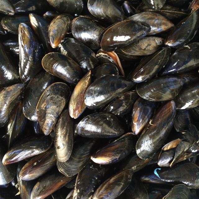 Moules de bouchot : photo du produit rappelé le 08/10/2024