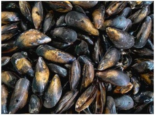 Moules de bouchot : photo du produit rappelé le 24/11/2025