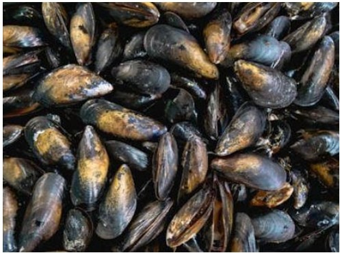 Moules de bouchot : photo du produit rappelé le 04/12/2025
