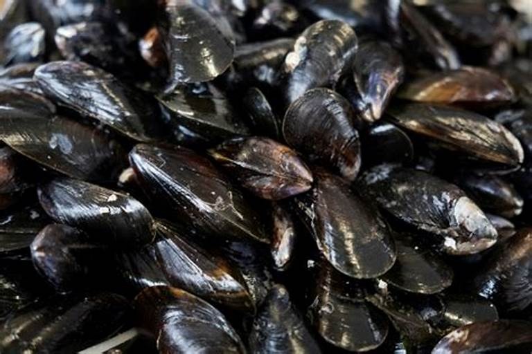 Moules de bouchot pac 15 kg : photo du produit rappelé le 29/08/2024