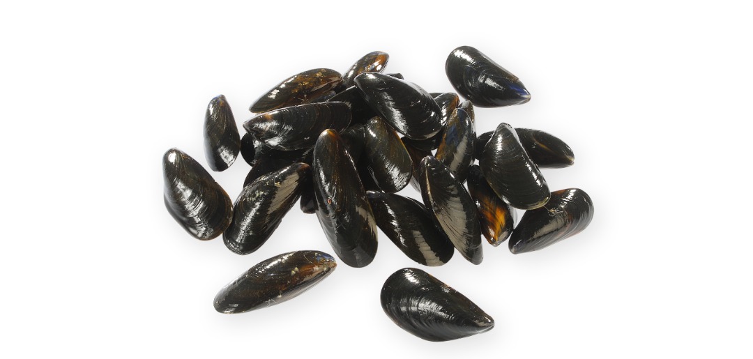 Moules de cordes (conventionnelle et label rouge) Sas les Vignes Marines : photo du produit rappelé le 07/06/2023