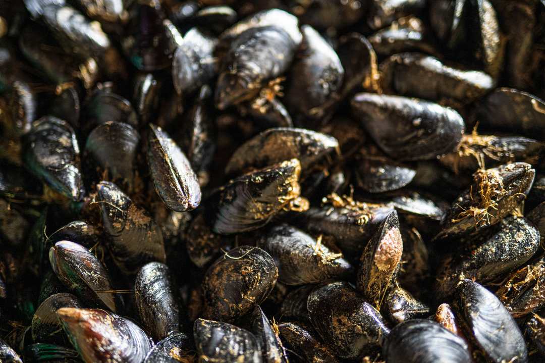 Moules de l'étang de thau : photo du produit rappelé le 21/06/2024