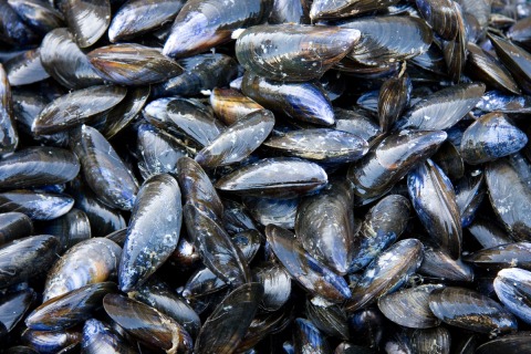 Moules de peches : photo du produit rappelé le 20/03/2024
