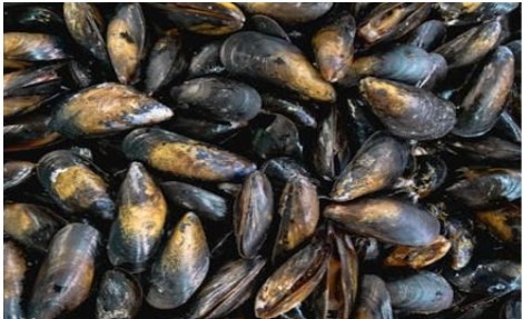 Moules Espagne etal Auchan : photo du produit rappelé le 25/02/2026