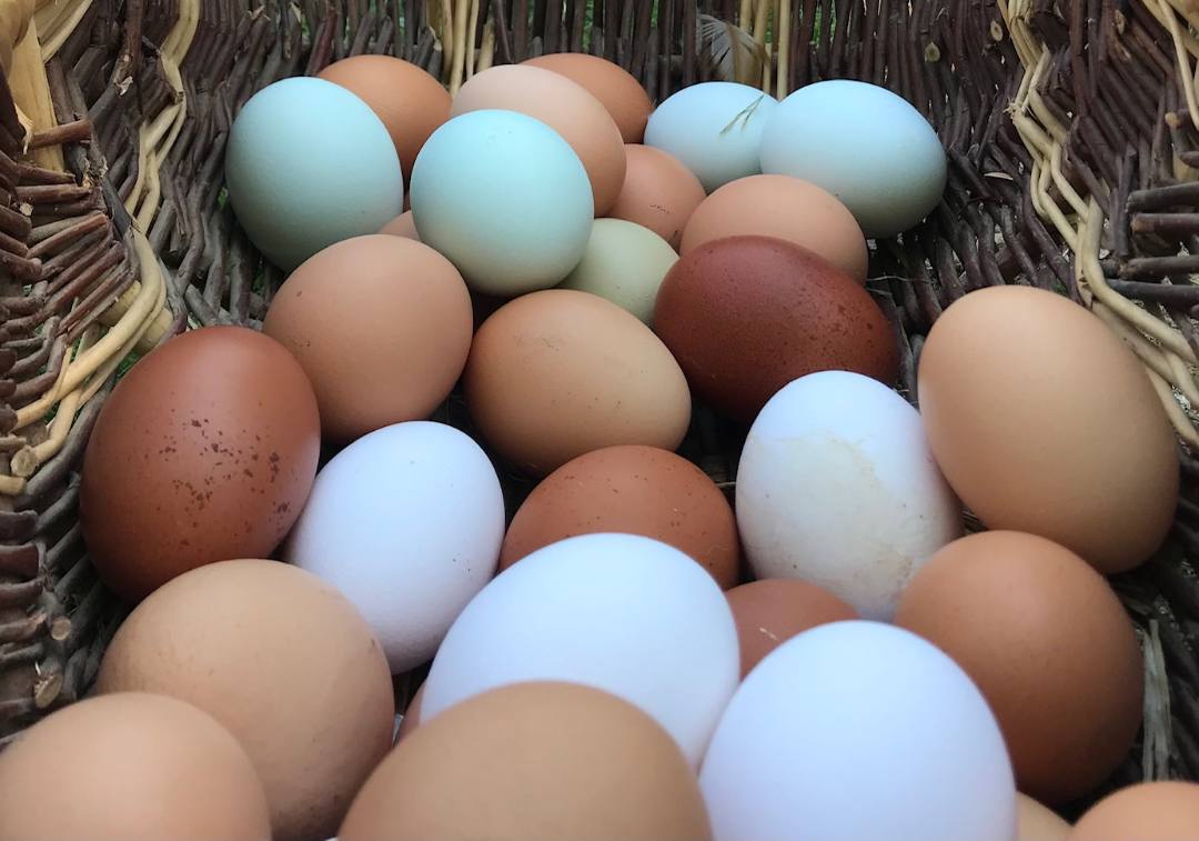 Oeufs Abbadie : photo du produit rappelé le 11/10/2024