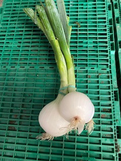 Oignon blanc botte : photo du produit rappelé le 12/07/2021