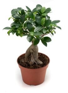 Plante ficus ginseng : photo du produit rappelé le 14/05/2024