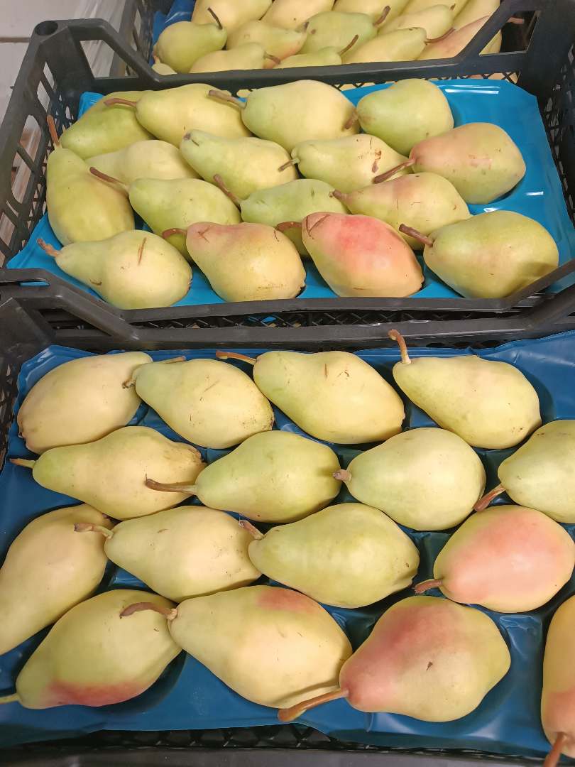 Poire santa maria turquie plateau de 5kg cat 1 : photo du produit rappelé le 25/03/2025