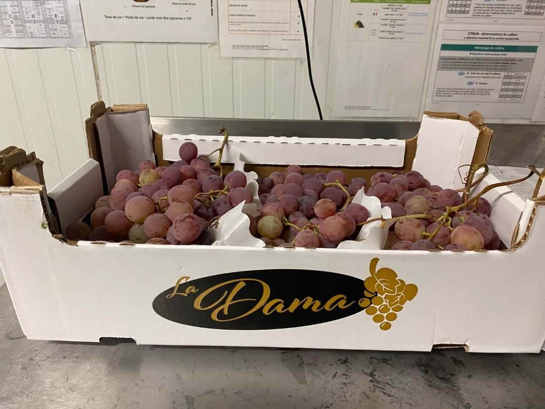 Raisin de table red globe origine Italie La Dama : photo du produit rappelé le 22/09/2025