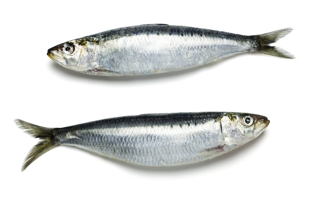 Sardine : photo du produit rappelé le 23/04/2026