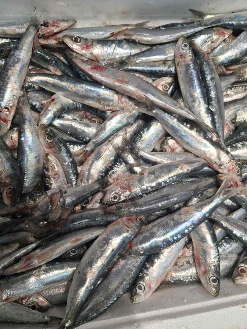 Sardine vrac Michel Maree : photo 2 sur 2 du produit rappelé le 14/10/2025