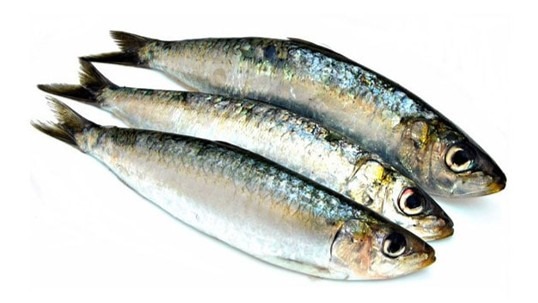 Sardines : photo du produit rappelé le 14/11/2025