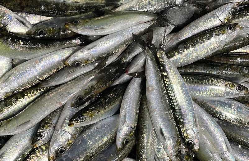 Sardines entières map : photo du produit rappelé le 23/07/2024